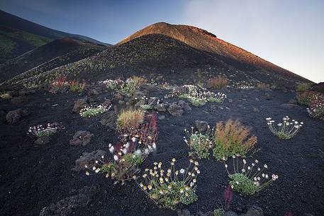 Blooming of mountain vegetation on Etna