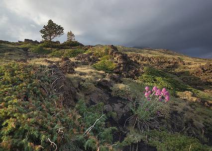 Etna mountain vegetation Etna mountain vegetation