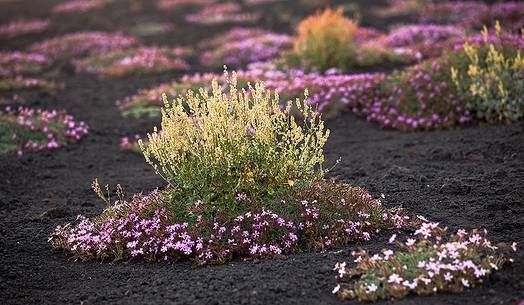 Flowering of Saponaria Aetnensis and Rumex Aetnensis