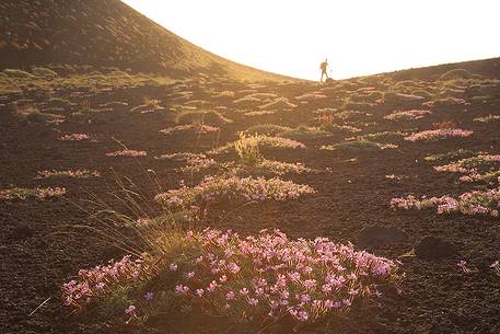 Flowering of Saponaria Aetnensis