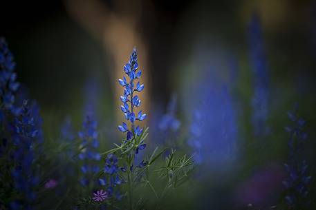 Wild Lupine at Monti Rossi