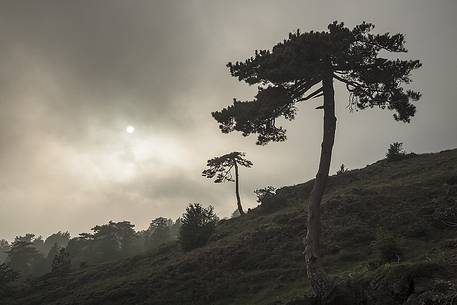 Etna beyond 2000m altitude, pines at high altitude on the south side