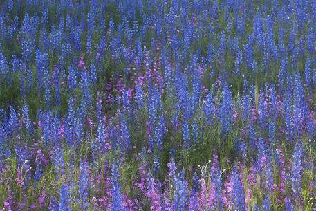 Wild Lupine bloom at Monti Rossi