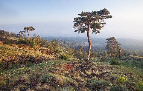 Etna beyond 2000m altitude, one of the pines at high altitude in the west side