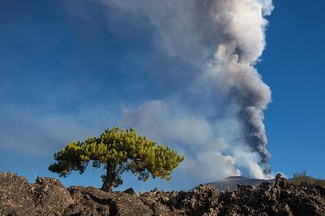 14th paroxysm of 2013 during the dual activity of the craters South East and North East, in  foreground a well-known dwarf pine