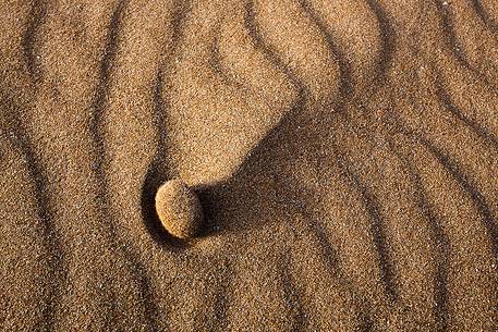 Beached root of Posidonia Oceanica