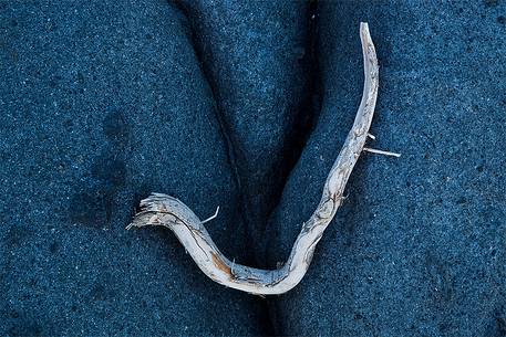 A twig brought by the currents on the cliffs of Acitrezza