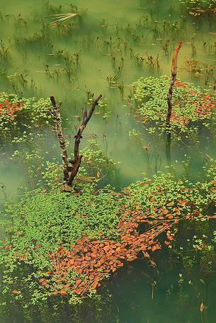 Detail of a pond near Mount Soro