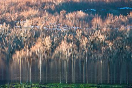 Reflection of beech trees on the shores of Lake Maulazzo