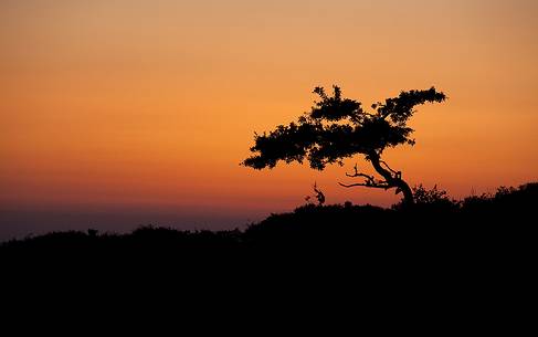 Backlit tree in the Argimusco upland