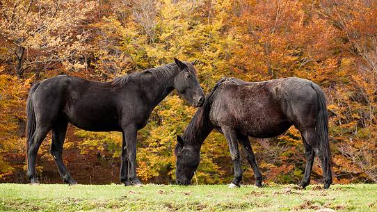 Horses grazing free