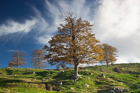 Oak trees near the lake Biviere 