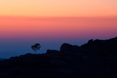 Backlit tree in the Argimusco upland