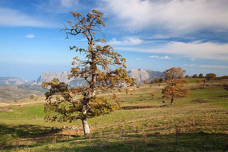 Oak trees near the lake Biviere 