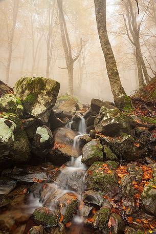 Stream in the woods of Nebrodi