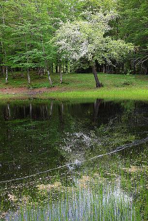 Blossoming tree near a pond