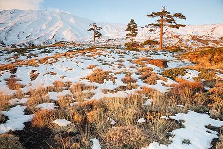 Tenacious pines grew up among the lava rocks around 2000m.