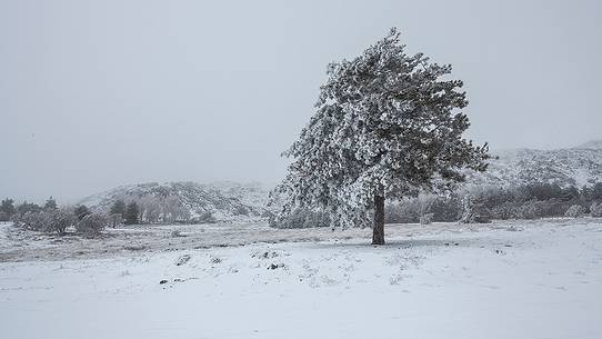 Piano Vetore snowy