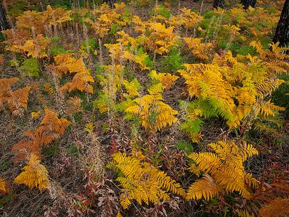 Colorful ferns in Autumn