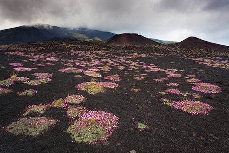 Flowering of Saponaria Aetnensis, in the background the crater originated during the 2001 eruption