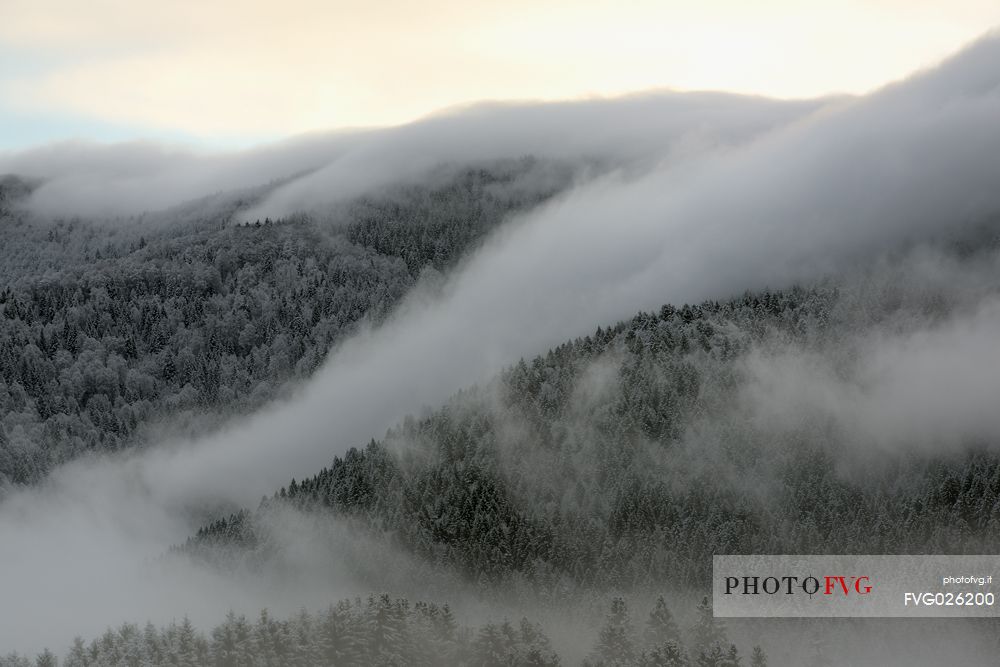 Winter in the Cansiglio Forest, Italy. The previous night, a light snowfall accompanied by intense cold crystallized the ice even on the smallest sprig. At dawn the fog swept fast through the folds of the wood by adding magic to magic. For short moments the light has opened a gap between the clouds illuminating the woods. 