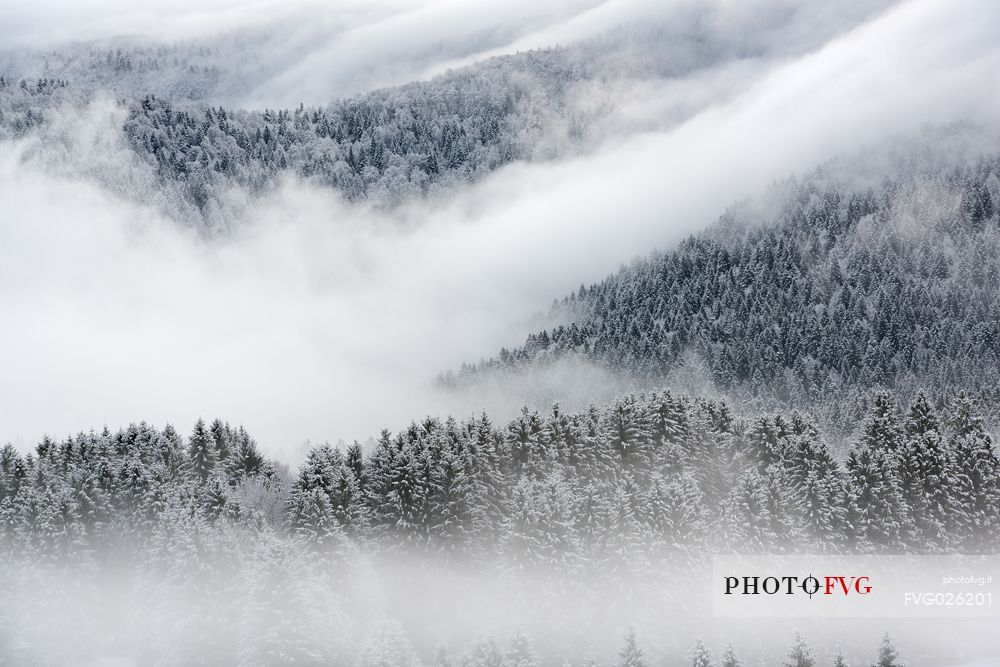 Winter in the Cansiglio Forest, Italy. The previous night, a light snowfall accompanied by intense cold crystallized the ice even on the smallest sprig. At dawn the fog swept fast through the folds of the wood by adding magic to magic. For short moments the light has opened a gap between the clouds illuminating the woods. 