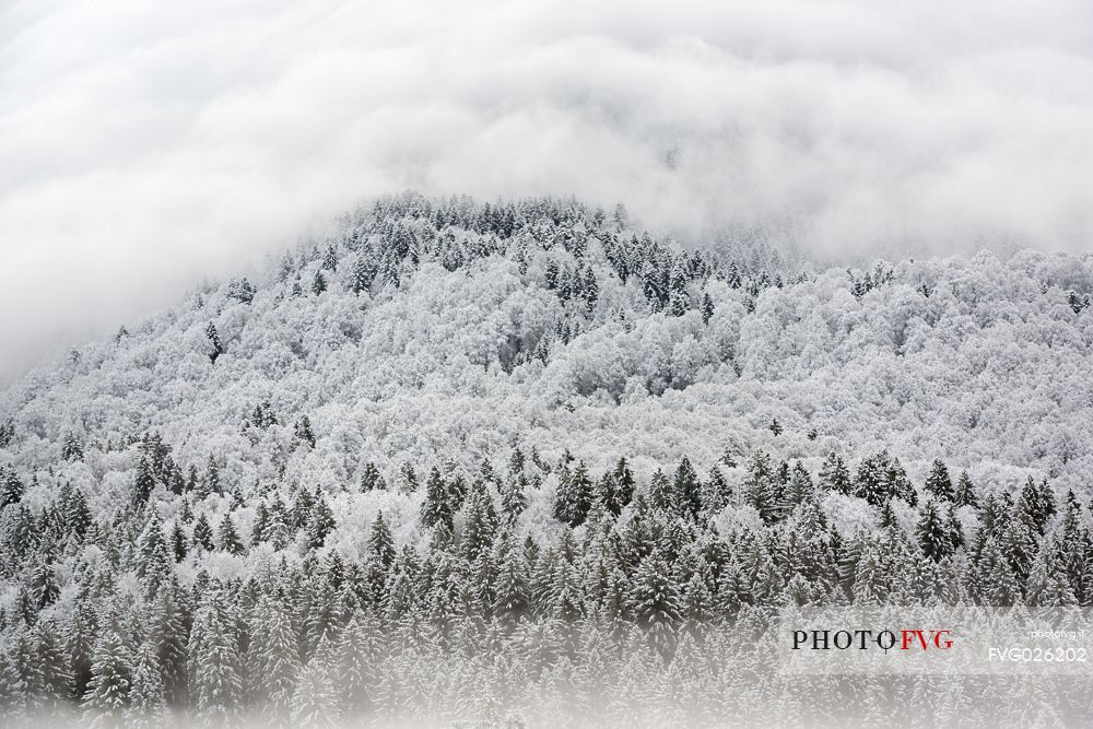 Winter in the Cansiglio Forest, Italy. The previous night, a light snowfall accompanied by intense cold crystallized the ice even on the smallest sprig. At dawn the fog swept fast through the folds of the wood by adding magic to magic. For short moments the light has opened a gap between the clouds illuminating the woods. 