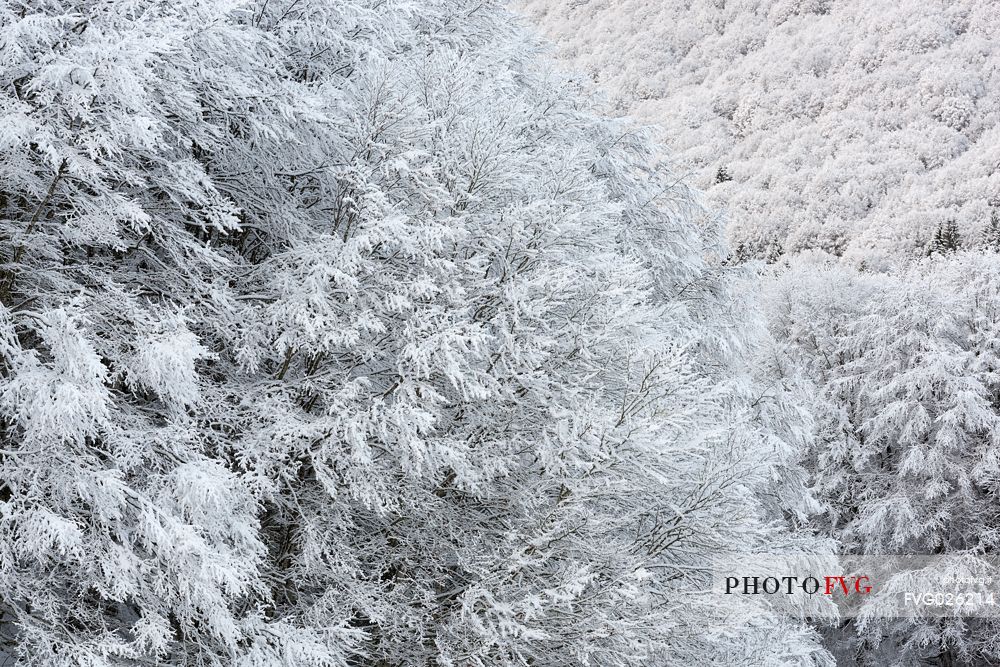 Winter in the Cansiglio Forest, Italy. The previous night, a light snowfall accompanied by intense cold crystallized the ice even on the smallest sprig. At dawn the fog swept fast through the folds of the wood by adding magic to magic. For short moments the light has opened a gap between the clouds illuminating the woods. 