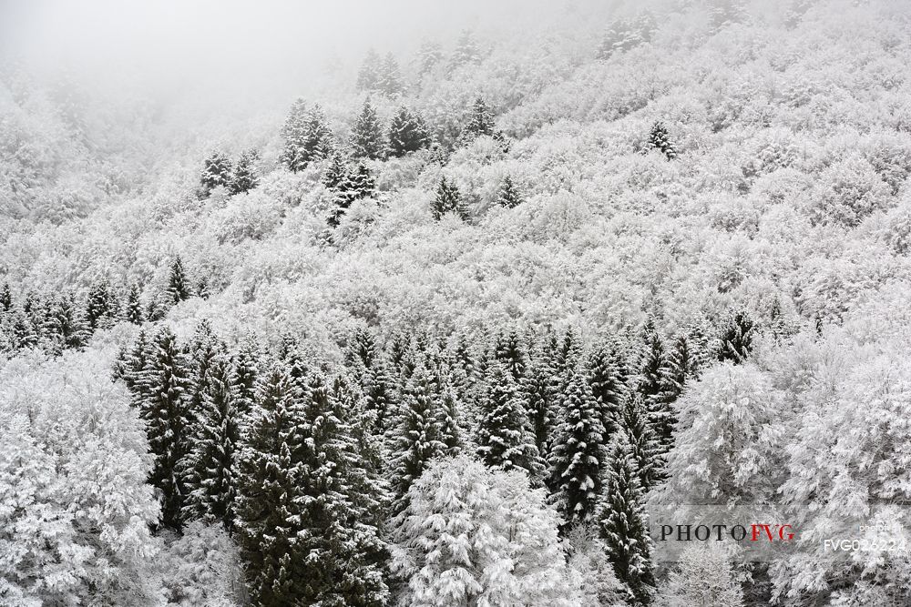 Winter in the Cansiglio Forest, Italy. The previous night, a light snowfall accompanied by intense cold crystallized the ice even on the smallest sprig. At dawn the fog swept fast through the folds of the wood by adding magic to magic. For short moments the light has opened a gap between the clouds illuminating the woods. 