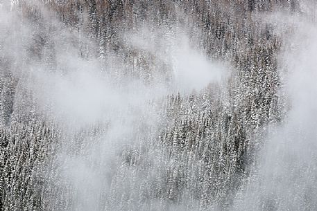 The forest below the Padon mountain at the end of a snowstorm, dolomites, Italy