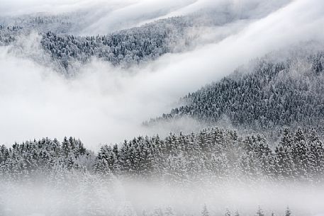 Winter in the Cansiglio Forest, Italy. The previous night, a light snowfall accompanied by intense cold crystallized the ice even on the smallest sprig. At dawn the fog swept fast through the folds of the wood by adding magic to magic. For short moments the light has opened a gap between the clouds illuminating the woods. Winter in the Cansiglio Forest, Italy. The previous night, a light snowfall accompanied by intense cold crystallized the ice even on the smallest sprig. At dawn the fog swept fast through the folds of the wood by adding magic to magic. For short moments the light has opened a gap between the clouds illuminating the woods.