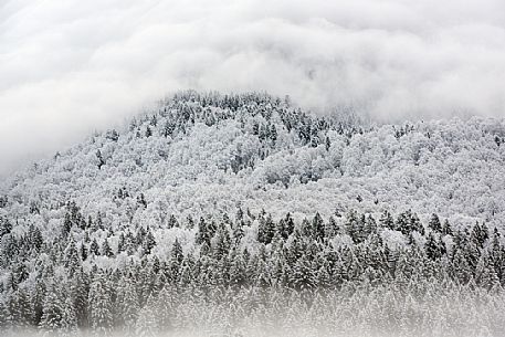 Winter in the Cansiglio Forest, Italy. The previous night, a light snowfall accompanied by intense cold crystallized the ice even on the smallest sprig. At dawn the fog swept fast through the folds of the wood by adding magic to magic. For short moments the light has opened a gap between the clouds illuminating the woods. 