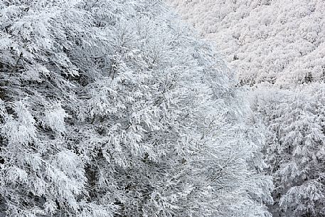 Winter in the Cansiglio Forest, Italy. The previous night, a light snowfall accompanied by intense cold crystallized the ice even on the smallest sprig. At dawn the fog swept fast through the folds of the wood by adding magic to magic. For short moments the light has opened a gap between the clouds illuminating the woods. 