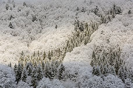 Winter in the Cansiglio Forest, Italy. The previous night, a light snowfall accompanied by intense cold crystallized the ice even on the smallest sprig. At dawn the fog swept fast through the folds of the wood by adding magic to magic. For short moments the light has opened a gap between the clouds illuminating the woods. 