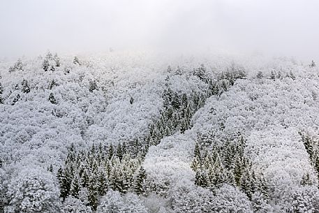 Winter in the Cansiglio Forest, Italy. The previous night, a light snowfall accompanied by intense cold crystallized the ice even on the smallest sprig. At dawn the fog swept fast through the folds of the wood by adding magic to magic. For short moments the light has opened a gap between the clouds illuminating the woods. 