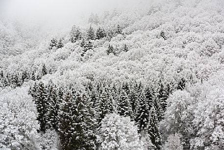 Winter in the Cansiglio Forest, Italy. The previous night, a light snowfall accompanied by intense cold crystallized the ice even on the smallest sprig. At dawn the fog swept fast through the folds of the wood by adding magic to magic. For short moments the light has opened a gap between the clouds illuminating the woods. 