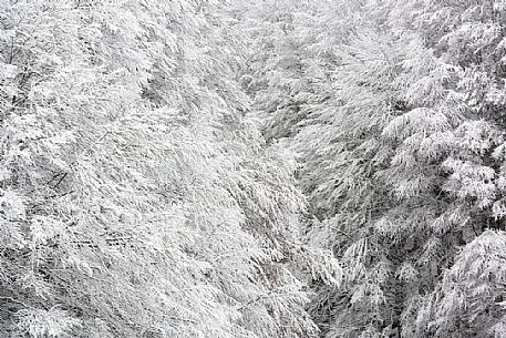 Winter in the Cansiglio Forest, Italy. The previous night, a light snowfall accompanied by intense cold crystallized the ice even on the smallest sprig. At dawn the fog swept fast through the folds of the wood by adding magic to magic. For short moments the light has opened a gap between the clouds illuminating the woods. Winter in the Cansiglio Forest, Italy. The previous night, a light snowfall accompanied by intense cold crystallized the ice even on the smallest sprig. At dawn the fog swept fast through the folds of the wood by adding magic to magic. For short moments the light has opened a gap between the clouds illuminating the woods.