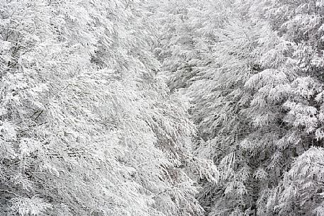 Winter in the Cansiglio Forest, Italy. The previous night, a light snowfall accompanied by intense cold crystallized the ice even on the smallest sprig. At dawn the fog swept fast through the folds of the wood by adding magic to magic. For short moments the light has opened a gap between the clouds illuminating the woods. 