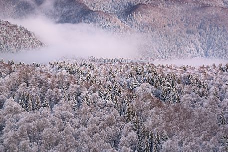 Heavy snowfall in the forest of Alpago near Cansiglio Forest. Low clouds, fog, wind, and sudden rays of light changed the landscape aspect unceasingly, Belluno, Prealps, Veneto, Italy, Europe