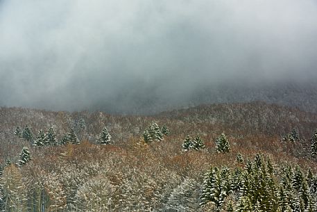 The Cansiglio forest and the slow flowing of the mists, Veneto, Italy The Cansiglio forest and the slow flowing of the mists, Veneto, Italy
