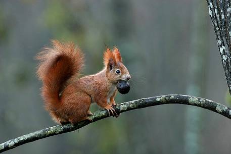 Red Squirrel