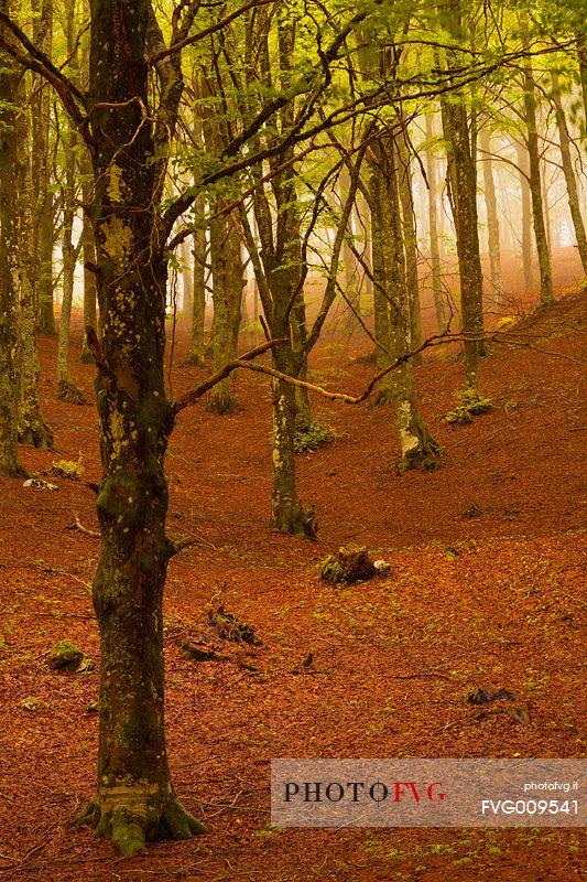 mystical beech