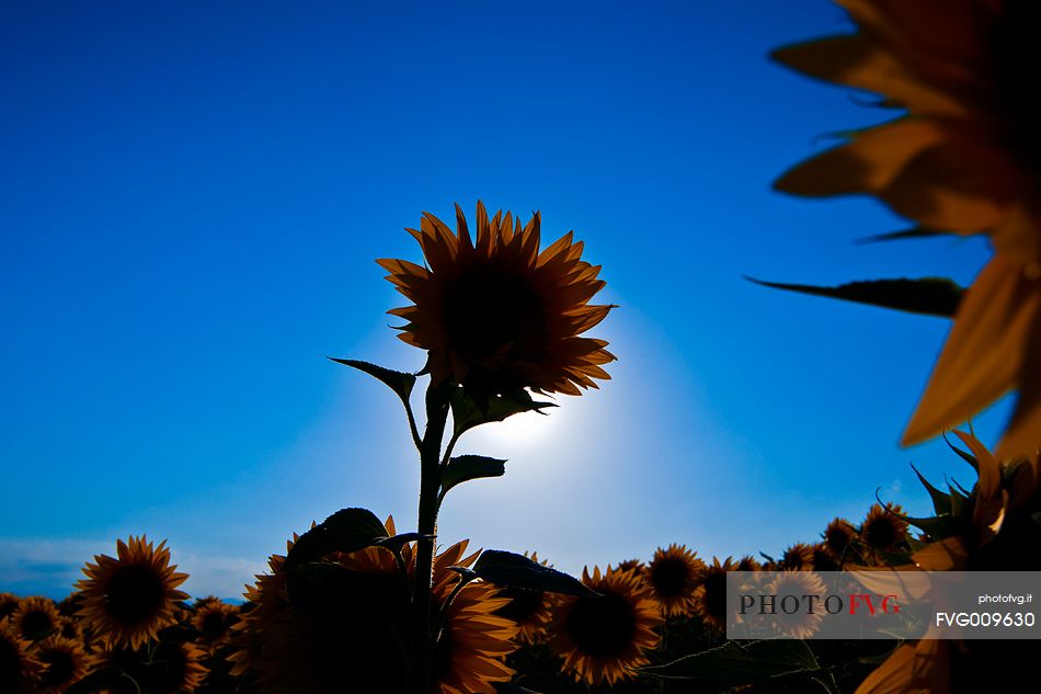 Sunflowers