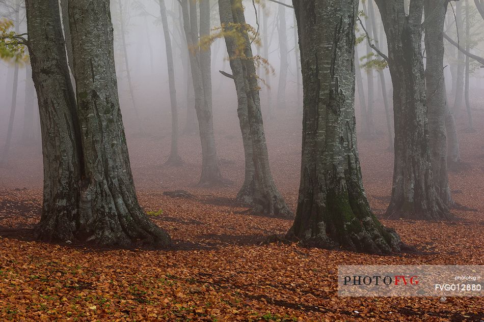 Fog in Forest