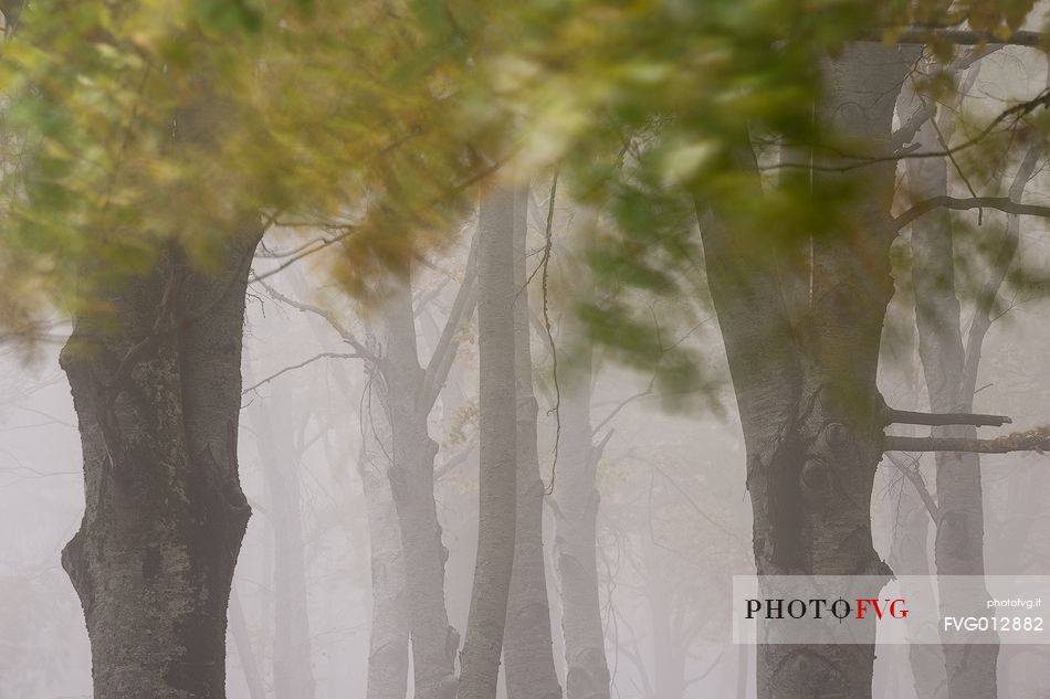 Fog in Forest