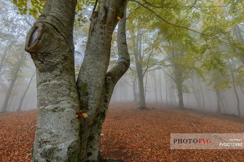 Fog in Forest