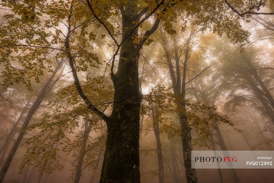 Fog in Forest