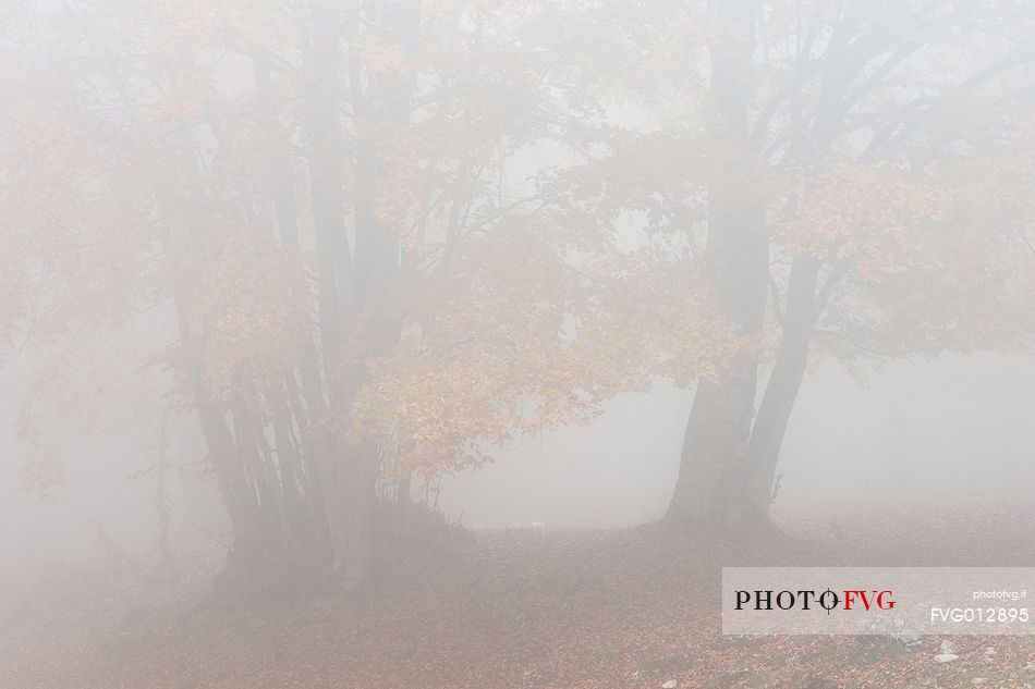 Fog in Forest