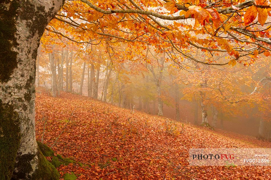 Fog in Forest