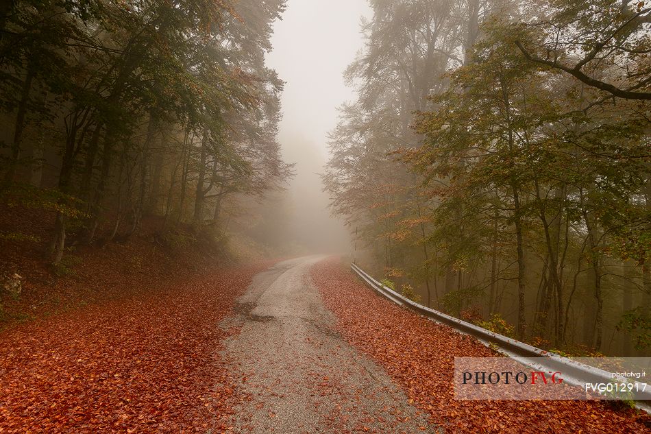 Autumn road